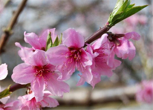 1-19.03.05 ハウス栽培の桃の花-2.jpg
