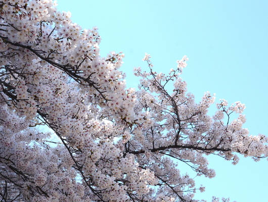 1-19.04.04 和歌山城公園の桜-5.jpg