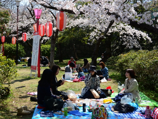1-19.04.04 和歌山城公園の桜-7.jpg