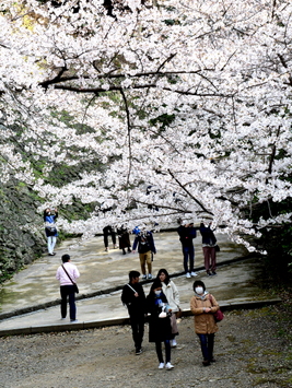 1-20.03.31 和歌山城の桜-2.jpg