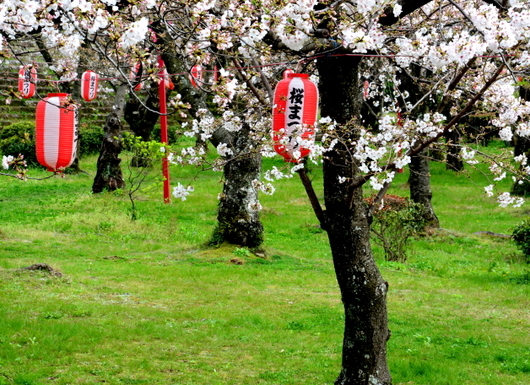 1-20.03.31 和歌山城の桜-6.jpg