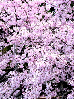 1-20.03.31 和歌山城の桜-8.jpg