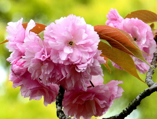 1-20.04.18 八重桜.jpg