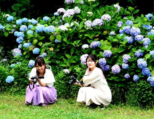 1-20.06.17 森林公園紫陽花-6.jpg