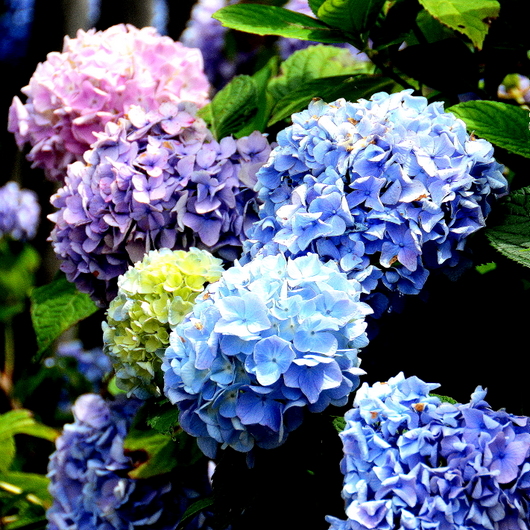 1-20.07.29 花園紫陽花園-3.jpg