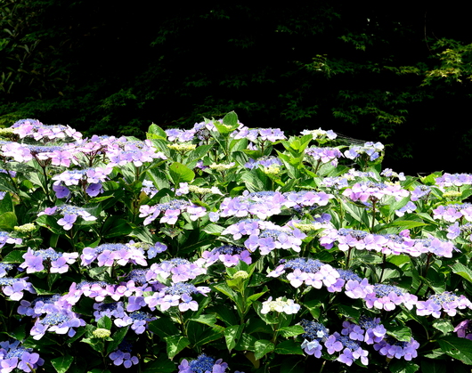 1-20.07.29 花園紫陽花園-4.jpg