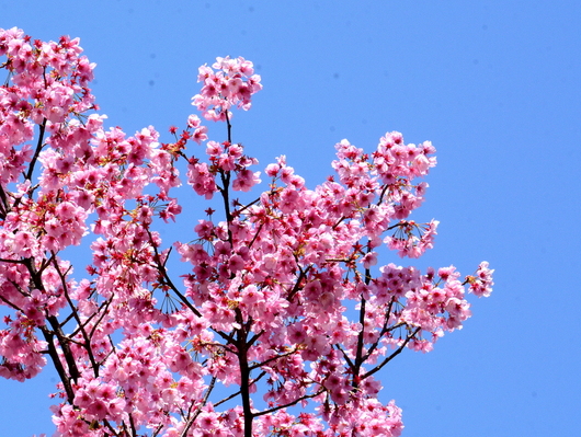 1-21.03.26 陽光桜-1.jpg