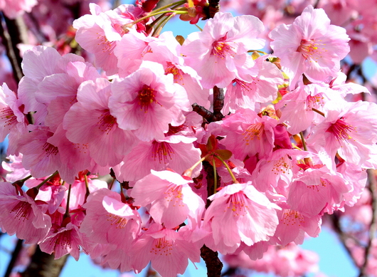 1-21.03.26 陽光桜-2.jpg