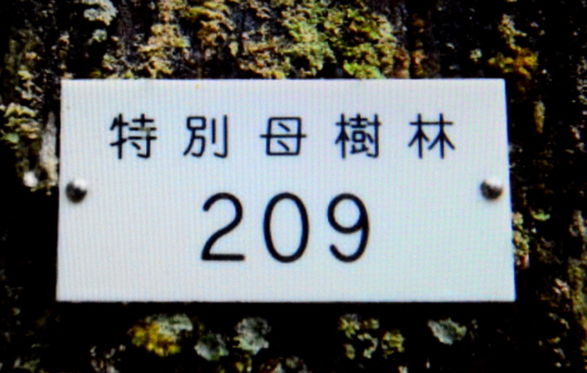 1-21.08.08 奥の院参道-5特別母樹林.jpg