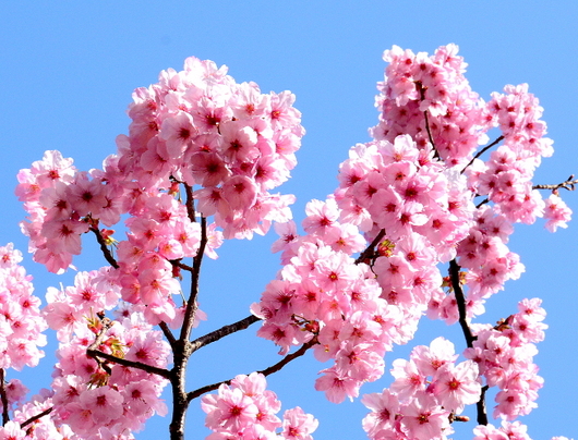 1-22.03.26 陽光桜-1.jpg