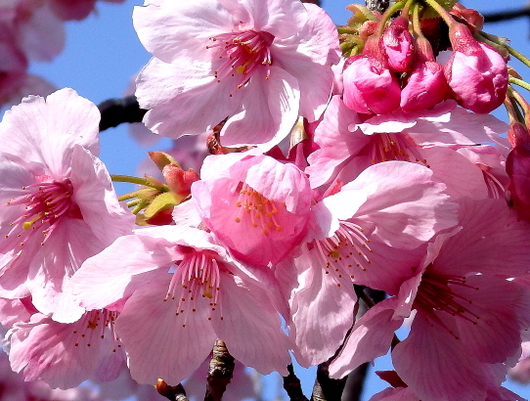 1-22.03.26 陽光桜-2.jpg