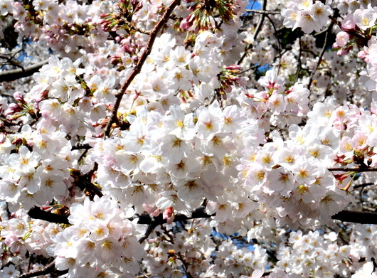 1-22.03.29 岡公園桜-1.jpg