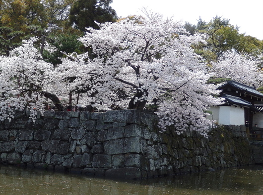 1-22.04.01 和歌山城公園桜満開-13.jpg