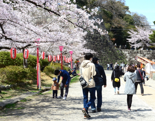 1-22.04.01 和歌山城公園桜満開-2.jpg