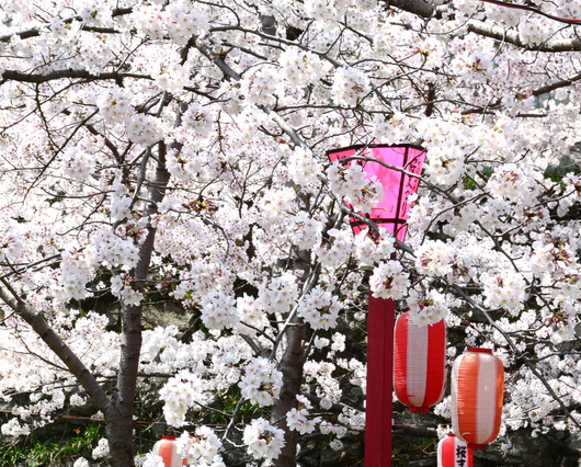 1-22.04.01 和歌山城公園桜満開-3.jpg