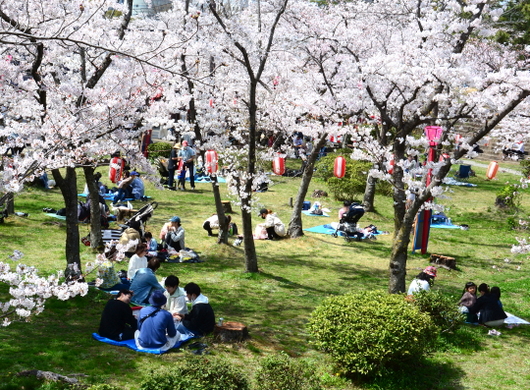 1-22.04.01 和歌山城公園桜満開-4.jpg