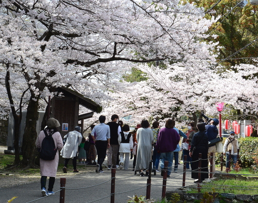1-22.04.01 和歌山城公園桜満開-5.jpg