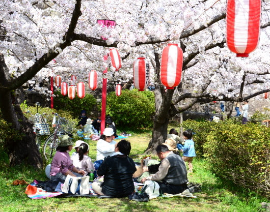 1-22.04.01 和歌山城公園桜満開-6.jpg