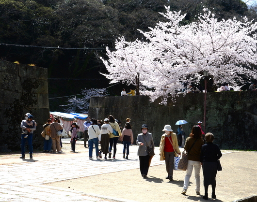 1-22.04.01 和歌山城公園桜満開-7.jpg
