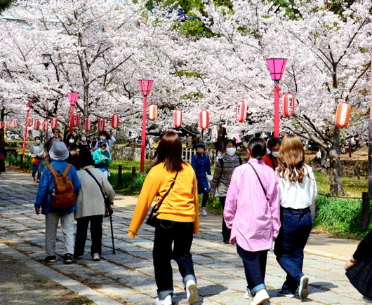 1-22.04.01 和歌山城公園桜満開-8.jpg