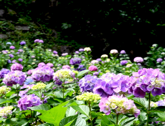 1-22.06.03 和歌山城公園紫陽花-1.jpg
