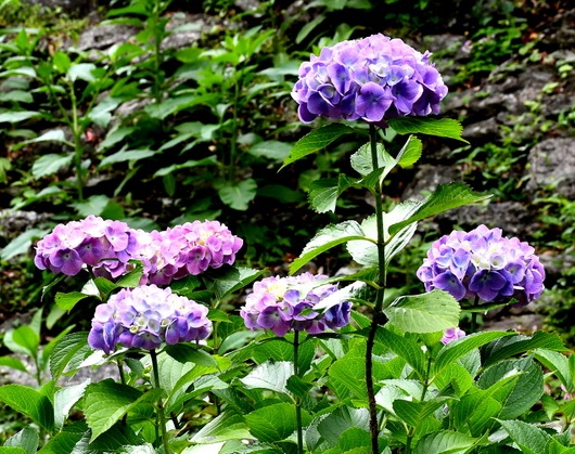 1-22.06.03 和歌山城公園紫陽花-2.jpg