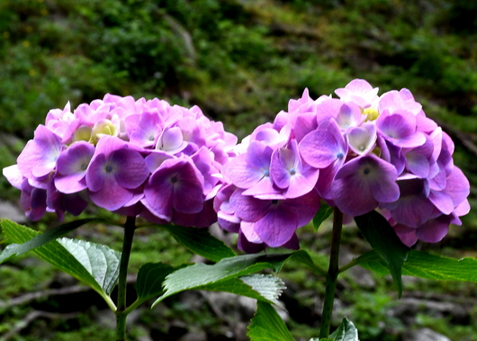1-22.06.03 和歌山城公園紫陽花-6.jpg