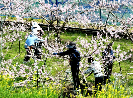 1-23.04.04 桃山町の桃の花-11.JPG