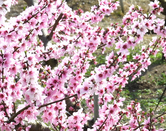 1-23.04.04 桃山町の桃の花-5.JPG