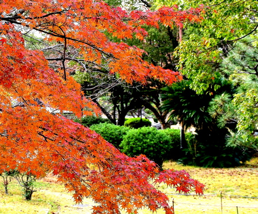 1-23.12.25 二の丸庭園の紅葉.JPG