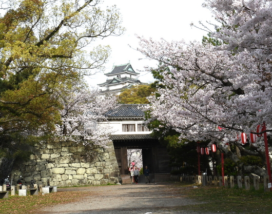 1-24.04.08 和歌山城公園桜満開-1.JPG