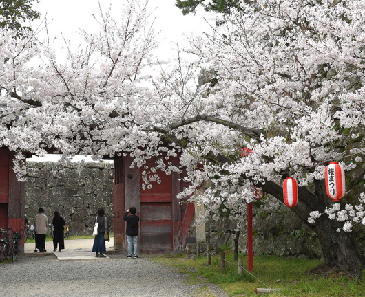 1-24.04.08 和歌山城公園桜満開-10.JPG