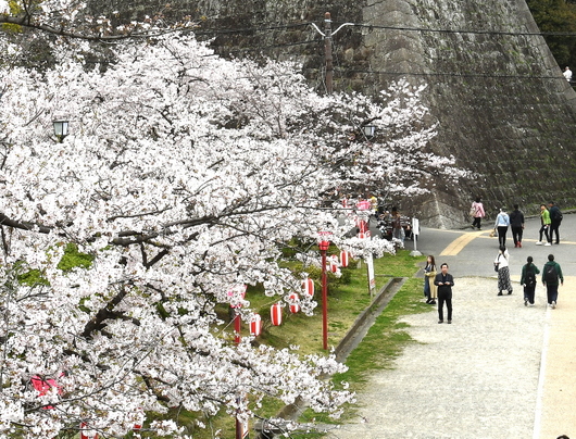 1-24.04.08 和歌山城公園桜満開-2.JPG