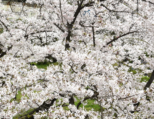 1-24.04.08 和歌山城公園桜満開-4.JPG