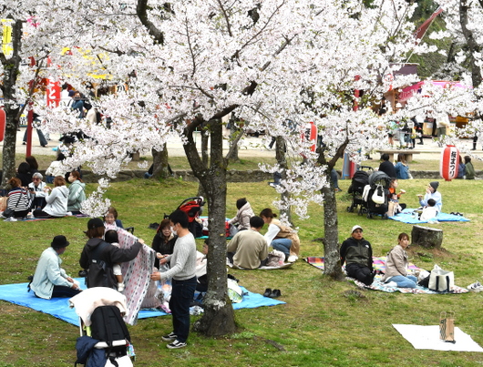 1-24.04.08 和歌山城公園桜満開-5.JPG