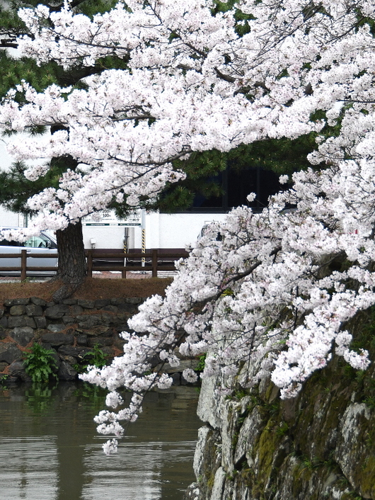 1-24.04.08 和歌山城公園桜満開-7.JPG