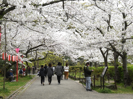 1-24.04.08 和歌山城公園桜満開-8.JPG