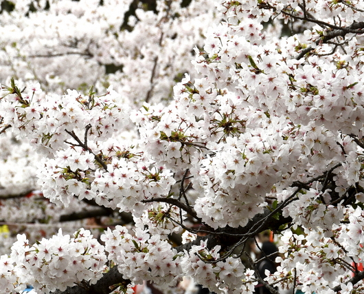 1-24.04.08 和歌山城公園桜満開-9.JPG